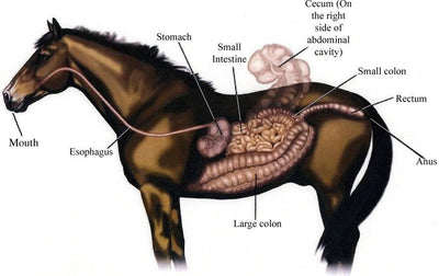 PREVENTING EQUINE GASTRIC ULCERS