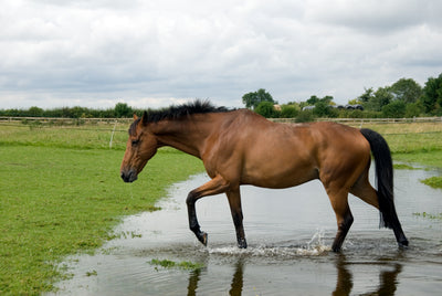 The Big Wet and How to Manage Your Horse's Health