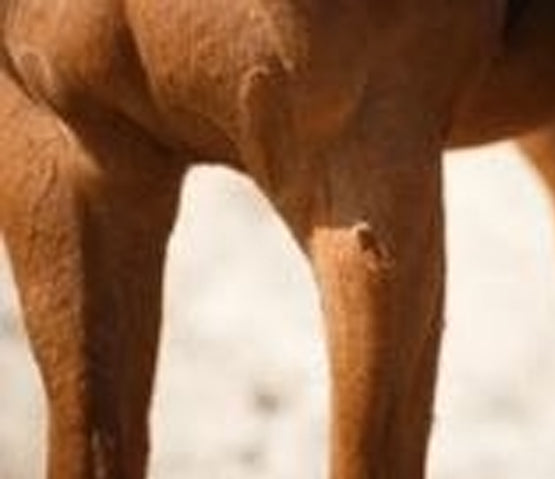 Nutritional products for horse ulcers