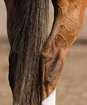 Nutritional support for horse arthritis and joint conditons