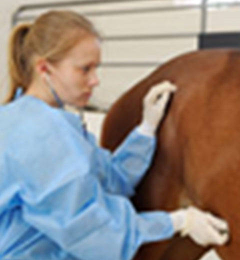 Colic relief for horses