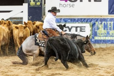 Nutritional support for tendon and ligament damage in horses