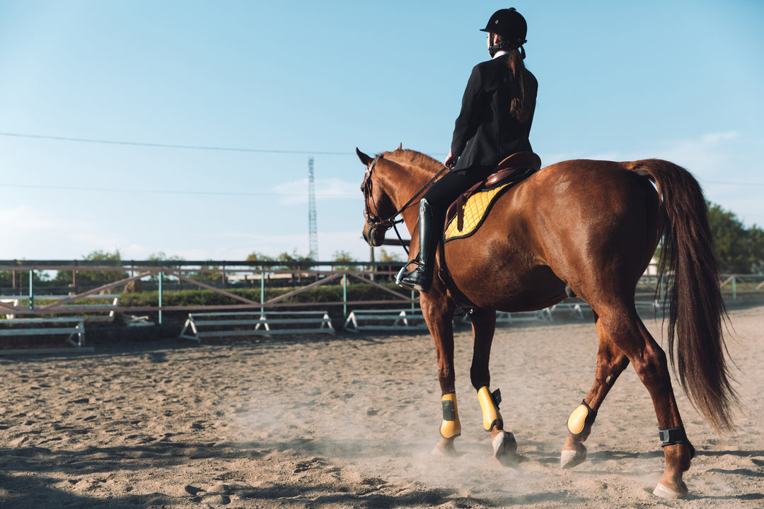 EQUINE WELLNESS QUESTIONNAIRE