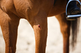 How to Care for Your Horse After an Accident or Injury