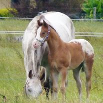 Understanding the Modern View of Equine Gastric Ulcers