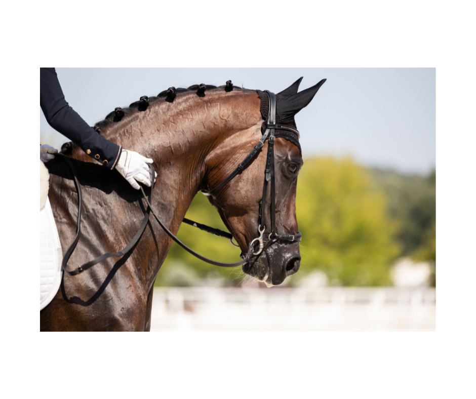 Horse electrolyte imbalance