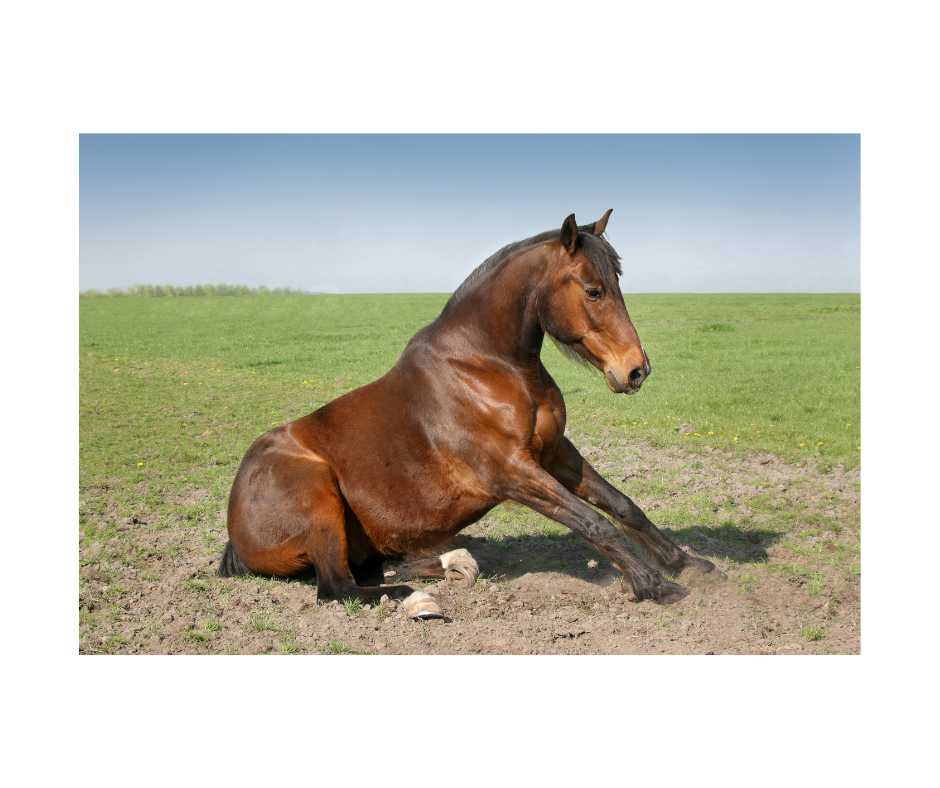 LAMINITIS AND FOUNDER