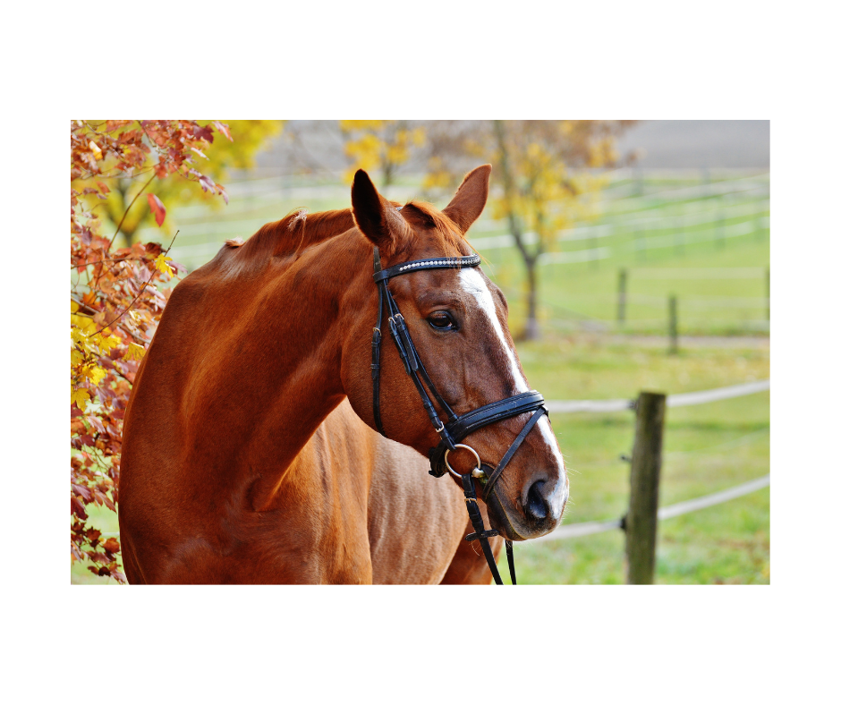 Sarcoids and warts in horses