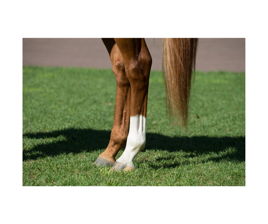 Splints and Windgalls in Horses