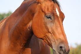 Nervousness in horses