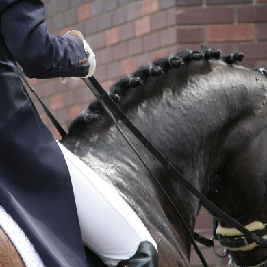 Economical Equine Nutrition written by Clinical Nutritionist Erin Romanin (Nut Med)