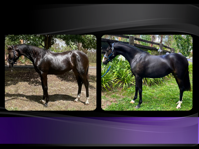 EquiCube Fibreplus - Warrawee Angelina J