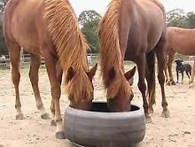 Horses are strict herbivores and should be fed predominantly long stem fibre, Hays and pasture.