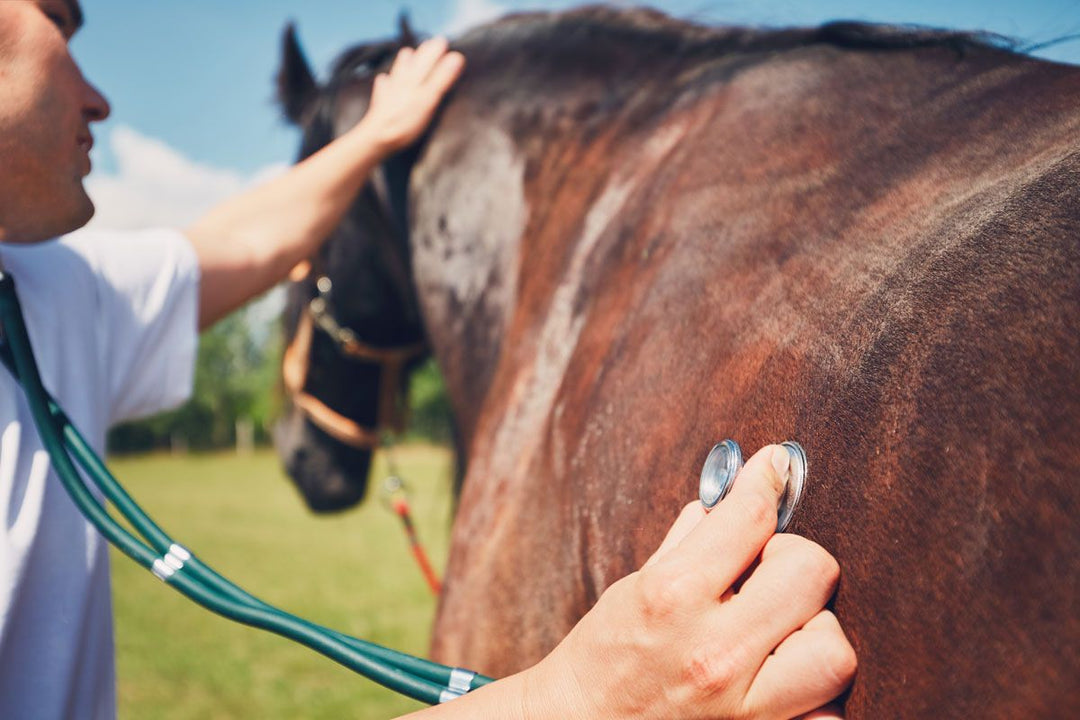Respiratory conditions in horses
