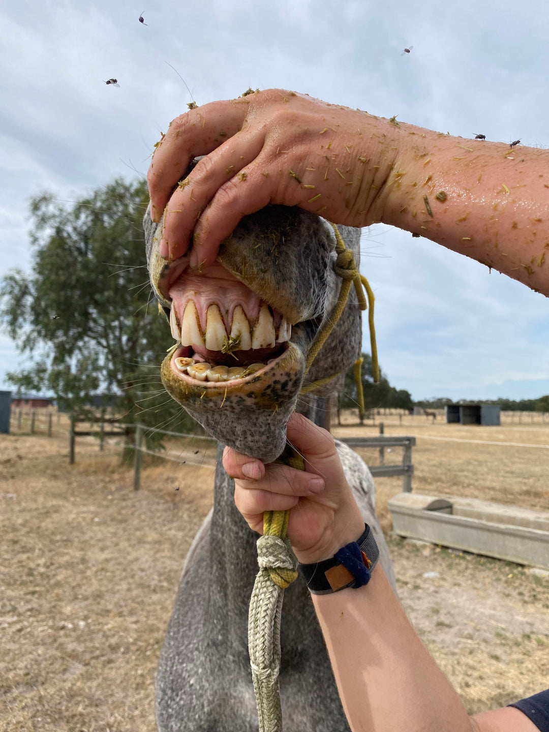 When is Your Horse Old?