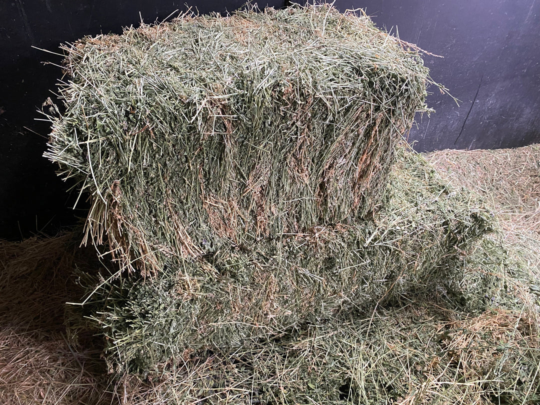 Lucerne (Alfalfa) something to seriously consider