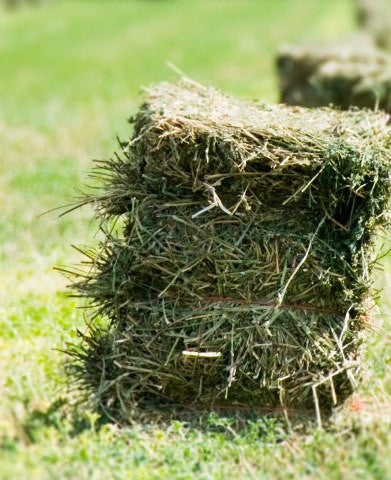 THE LONG AND THE SHORT (STEM) OF IT -HOW MUCH HAY SHOULD YOU REALLY FEED YOUR HORSE