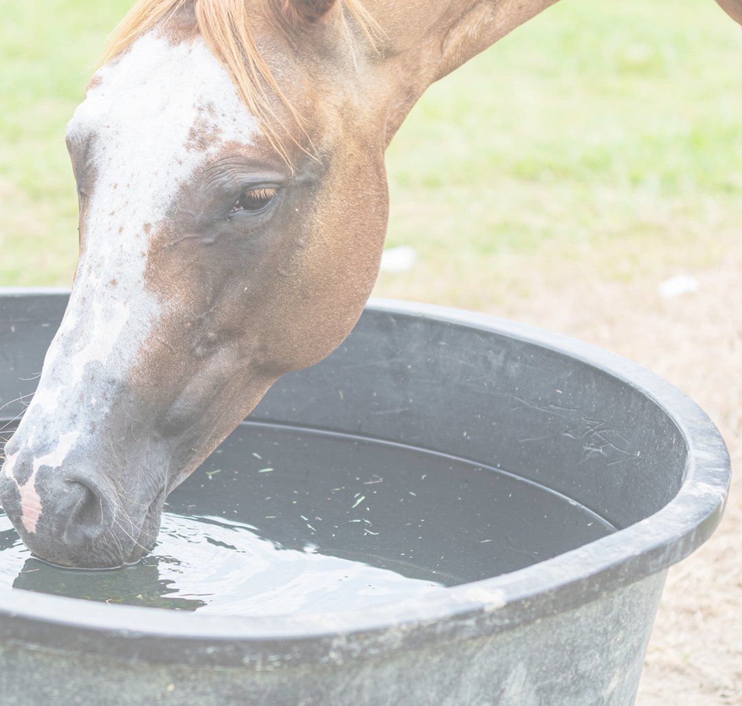 Travelling with horses