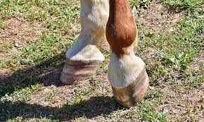 Navicular syndrome in horses