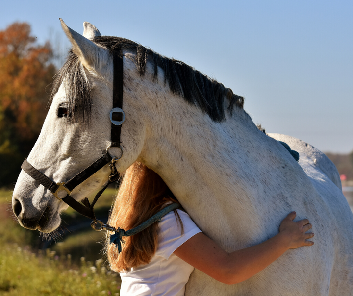 Immune Support for the Equestrian