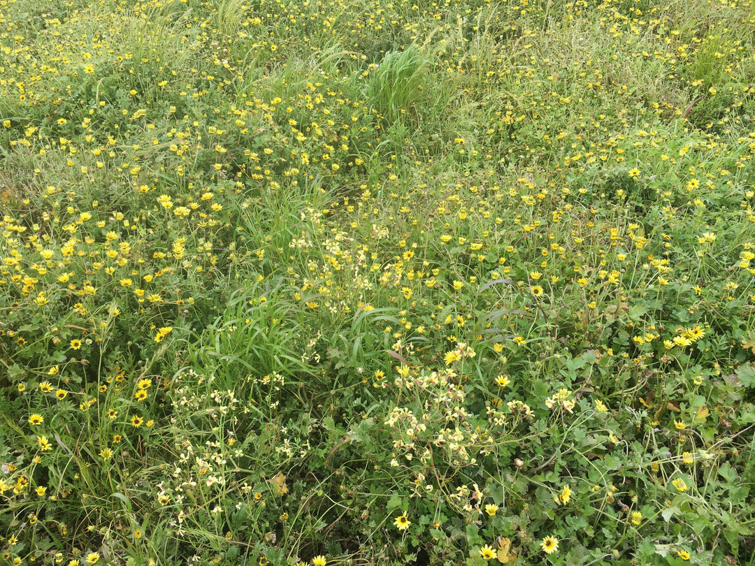 The wet weather can cause a number of problems with horses, paddocks will stay wet for some time after heavy rains even when there has been a slow down in the rain and sunny days.