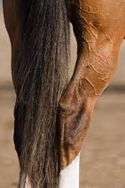 Horse arthritis and joint conditions