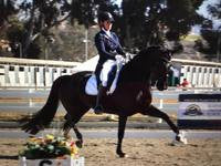 THE EQUINE GUT MICROBIOME ANALYSIS GIVES THE HORSE OWNER AND BREEDER ACCESS TO LEADING EDGE DNA SEQUENCING TECHNOLOGY