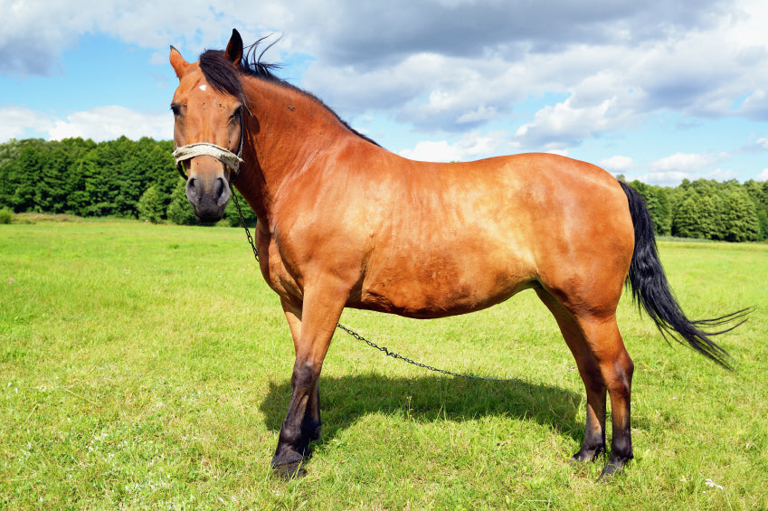Laminitis in horses and ponies