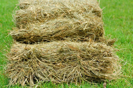 10 tips to feed your horse on a budget