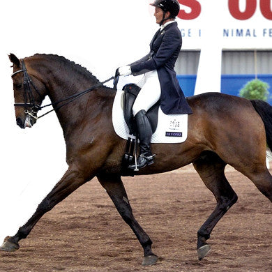 Equine Genomic Wellness