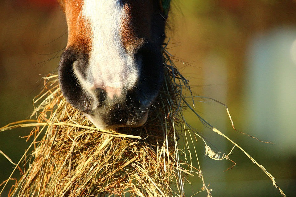 The Buzz on Hay, which Hays are the best to feed your horse?