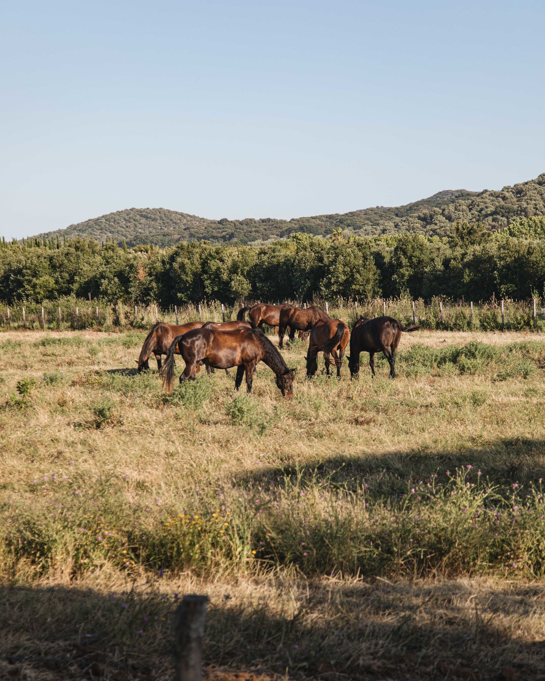 Using natural therapies for horses