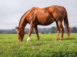 Ulcers in Horses