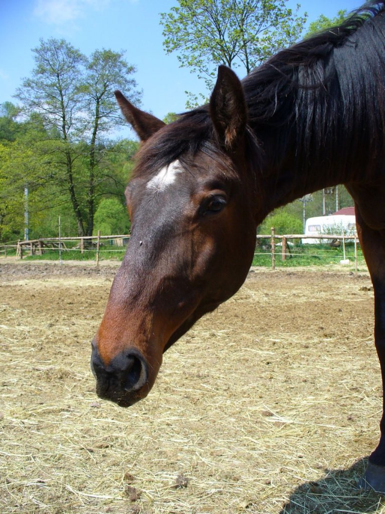 Aging is a complex phenomenon which is a natural part of life, but chronic disease and illness doesn’t always need to be. The average life expectancy of a horse is around 25-30 years.