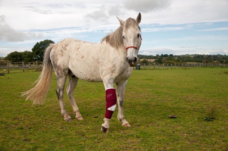 Muscle Issues in Horses