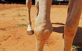 Swelling in Horses
