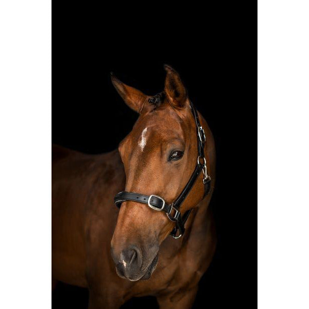Horse anhydrosis (The Puffs)